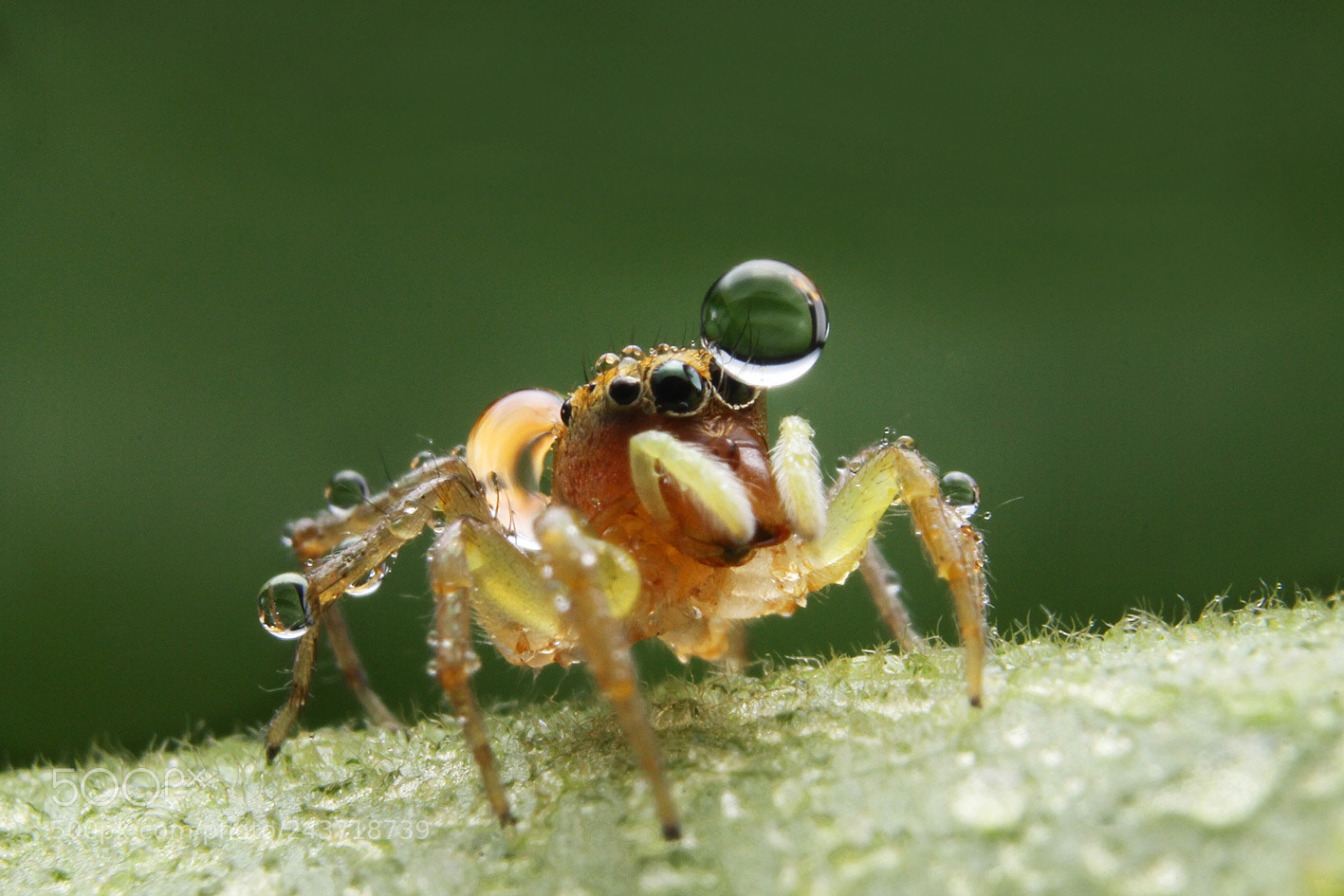 Canon EOS 1100D (EOS Rebel T3 / EOS Kiss X50) sample photo. Jumping spider photography