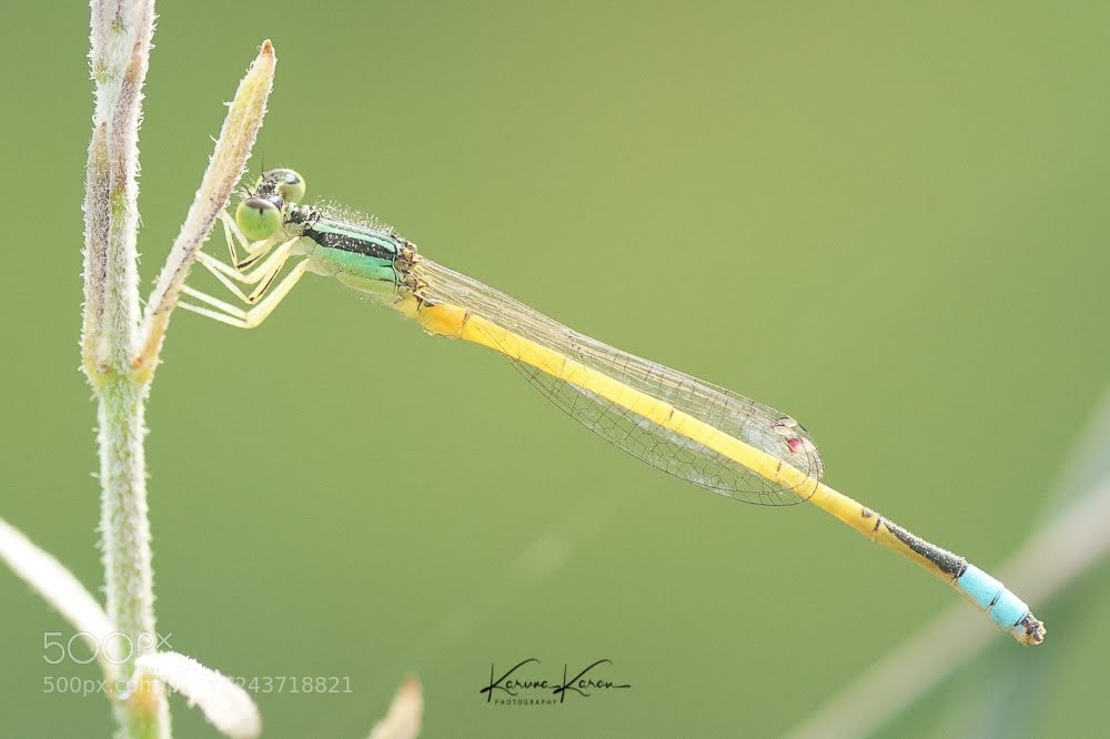 Sony a99 II sample photo. Damselfly photography