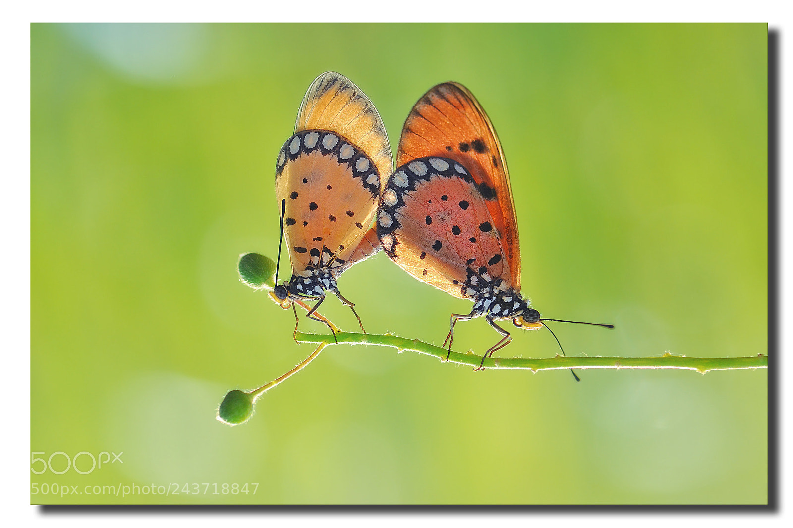 Nikon D5000 sample photo. Mating photography