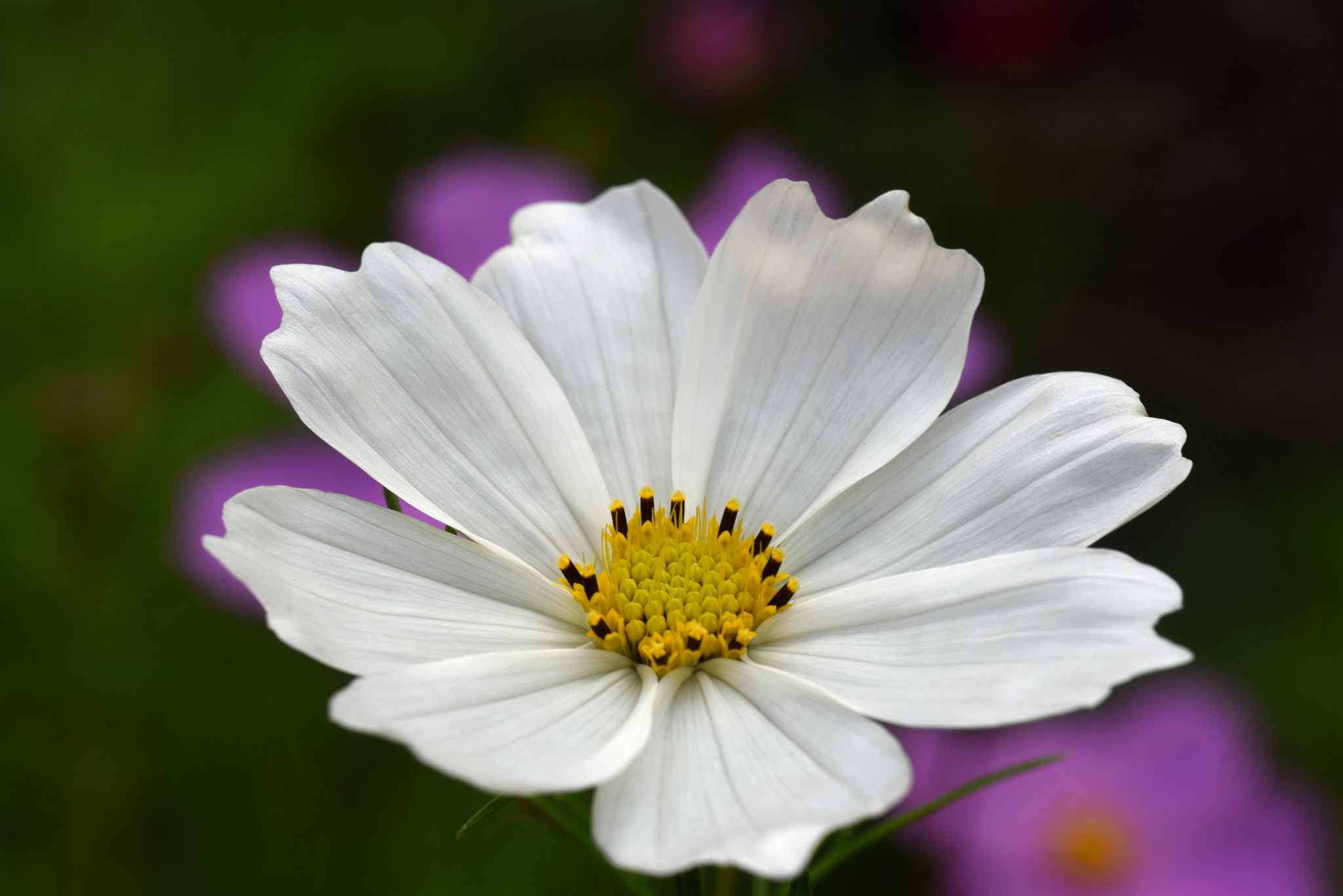 Nikon D750 + Sigma 105mm F2.8 EX DG OS HSM sample photo. 波斯菊 photography