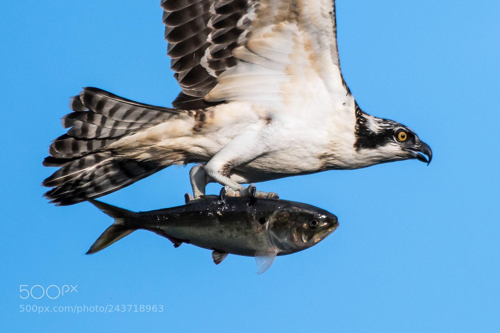 Nikon D500 sample photo. Osprey catch closeup photography
