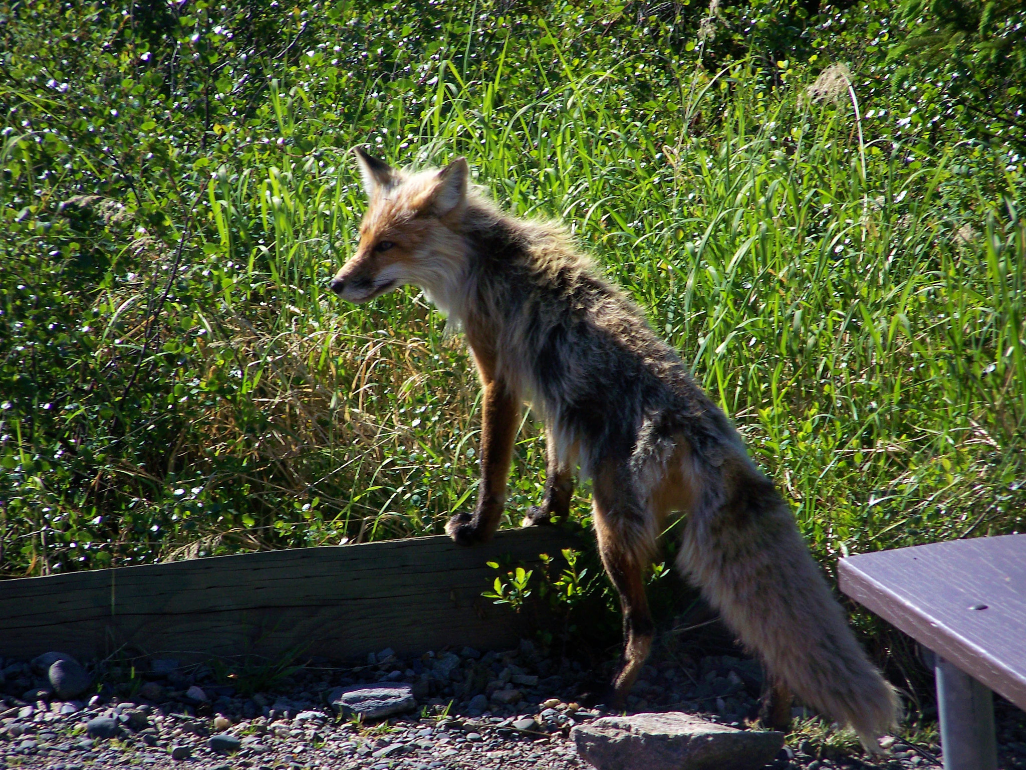 Kodak Z712 IS ZOOM DIGITAL CAMERA sample photo. Silver-red fox photography