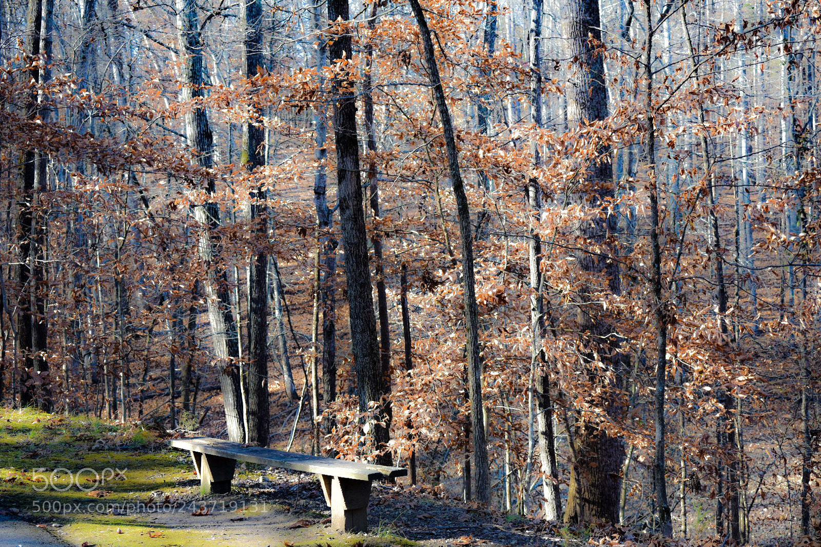 Nikon D3400 sample photo. Fall trees photography