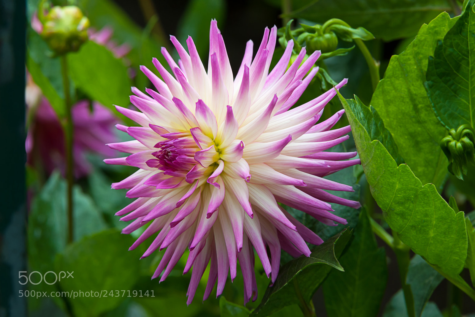 Nikon D3X sample photo. Glenbank twinkle dahlia photography