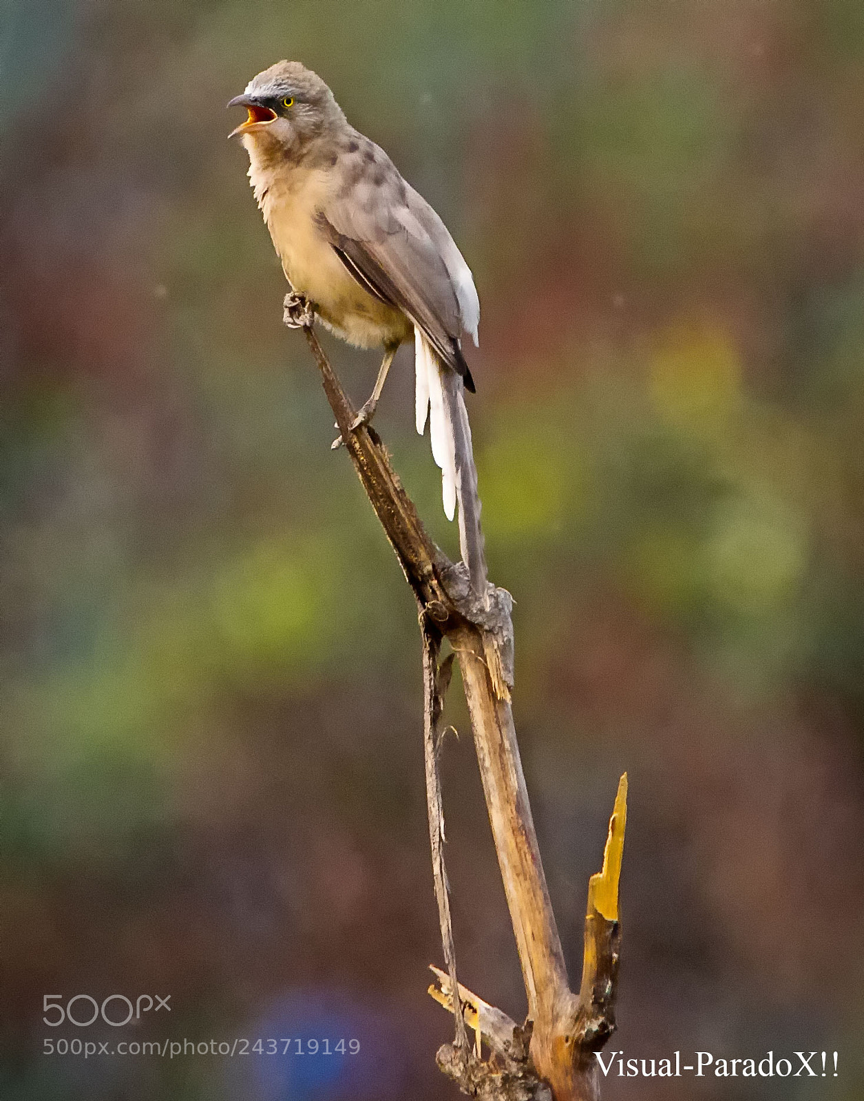 Canon EOS 7D Mark II sample photo. Large grey babbler photography