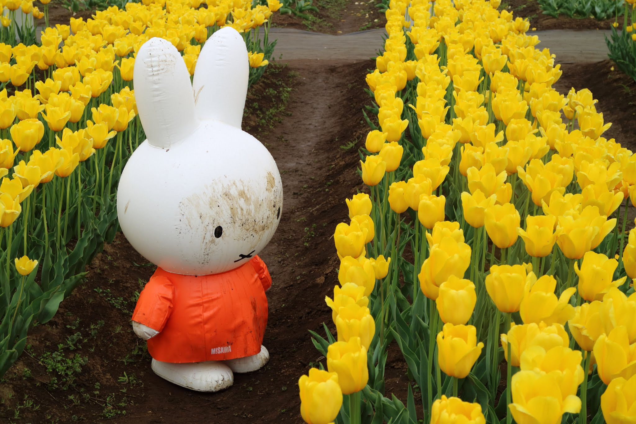 Canon EOS M3 sample photo. Tulip flowers at chiba sakura photography