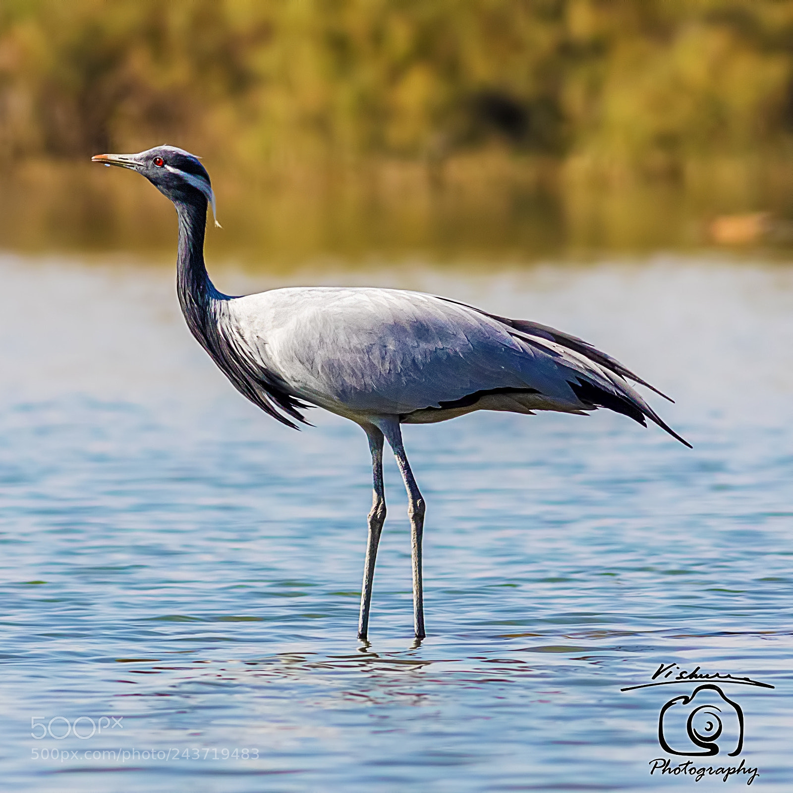 Canon EOS 7D Mark II sample photo. Demoiselle crane lunkaransar, rajasthan photography