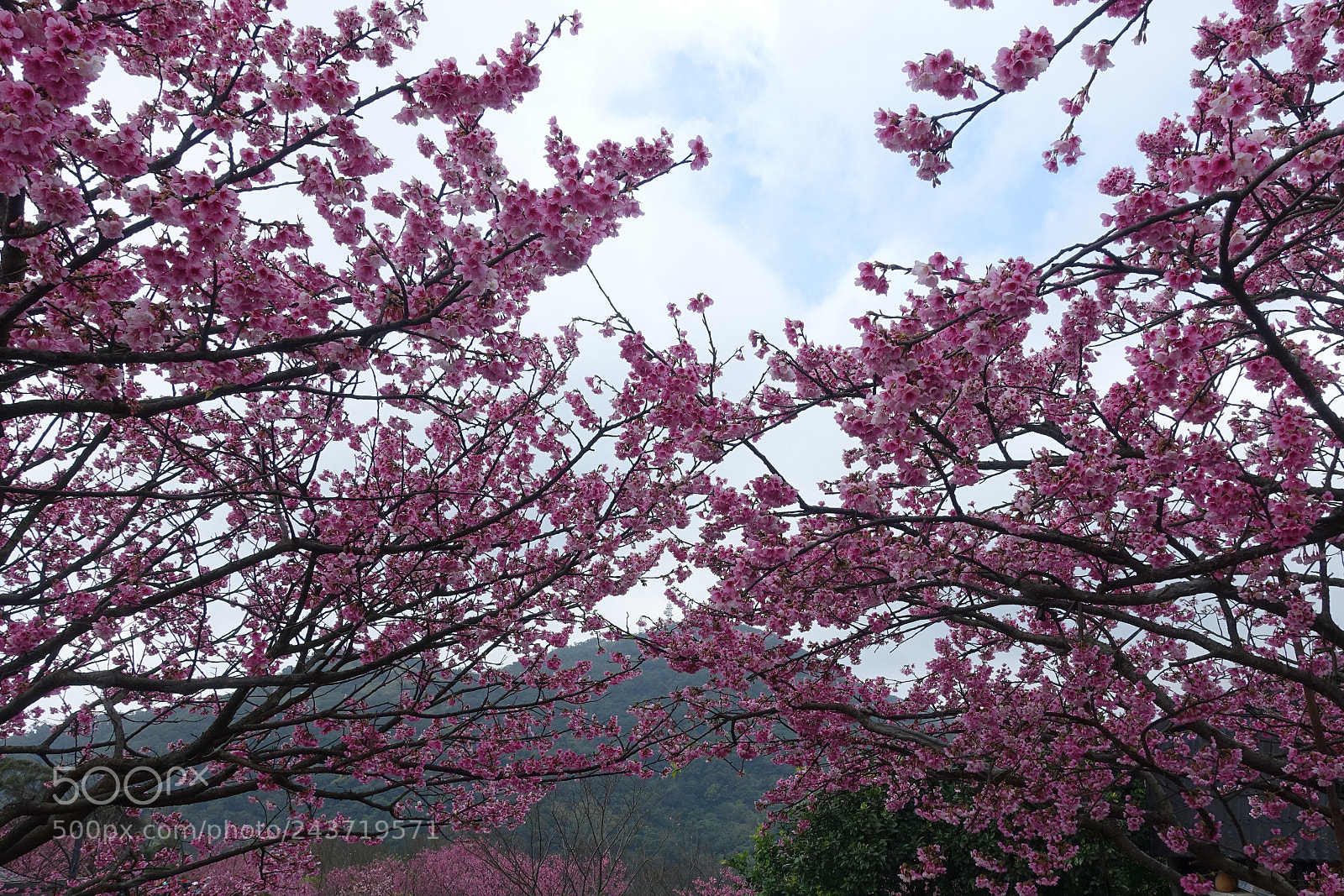 Sony Cyber-shot DSC-RX100 III sample photo. Cherry blossom photography