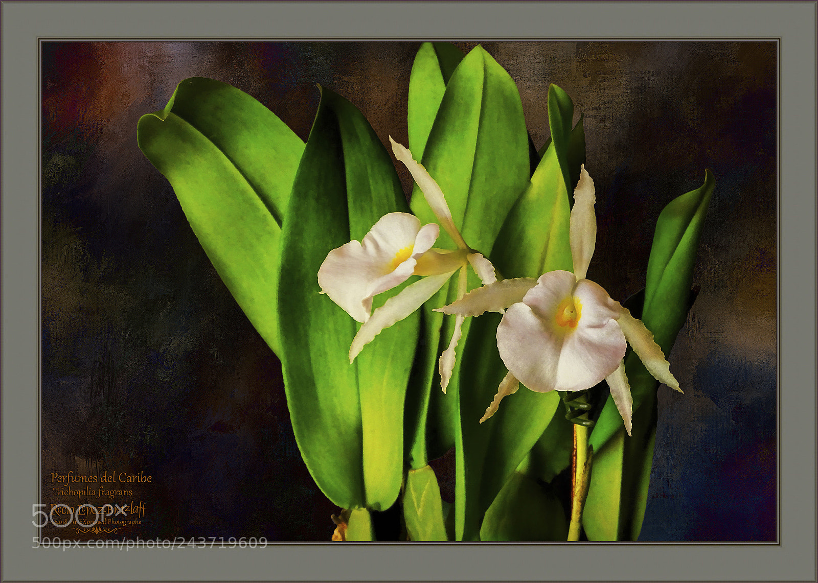Sony Cyber-shot DSC-HX400V sample photo. Perfumes del caribe photography