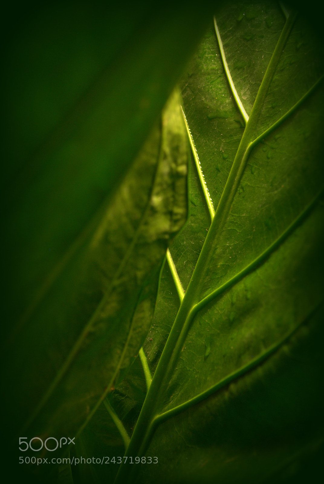 Nikon D3000 sample photo. Anthurium foliage photography