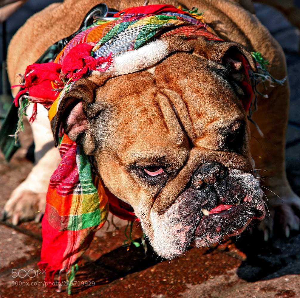 Canon EOS 5D sample photo. год Жёлтой собаки photography