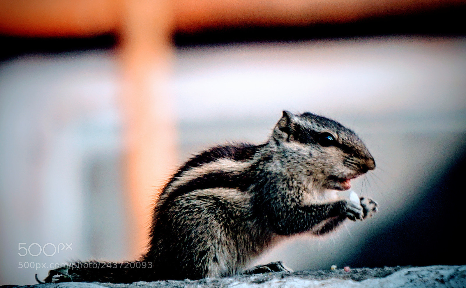 Sony Alpha a3500 sample photo. Squirrel? photography