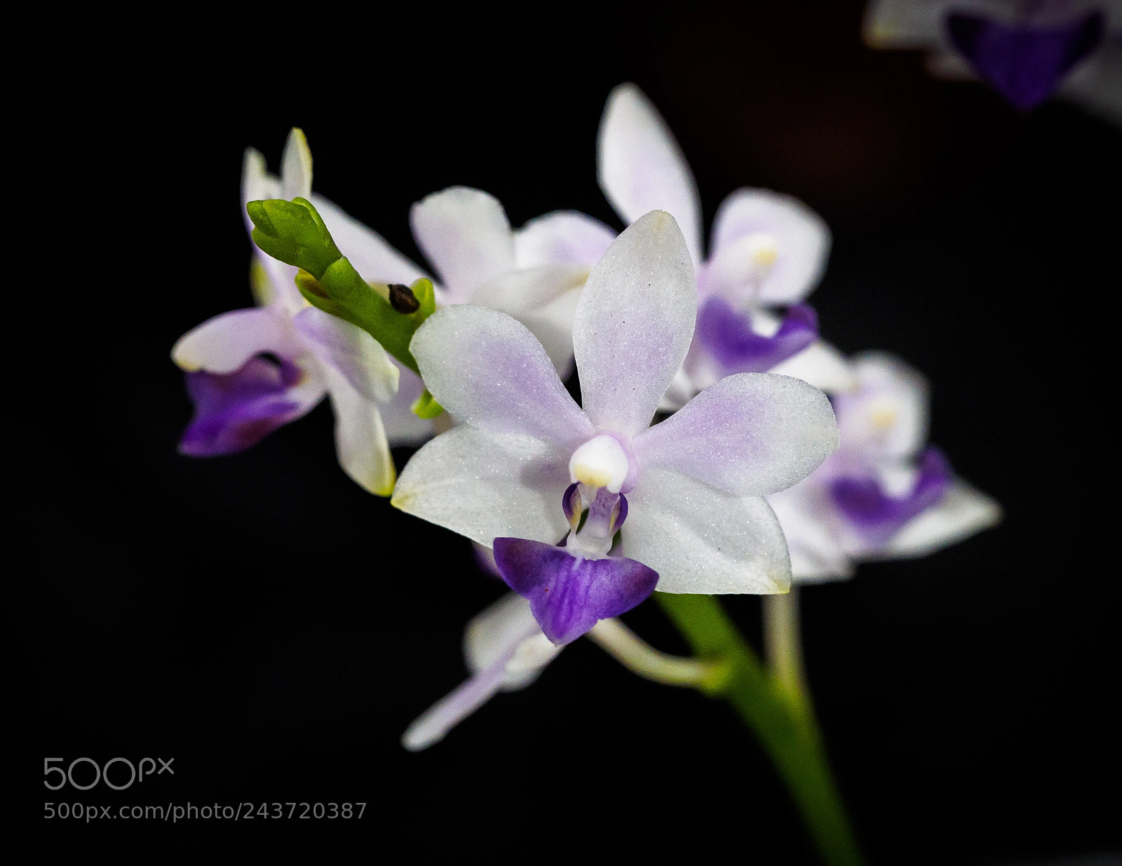 Olympus OM-D E-M1 sample photo. Orchids photography
