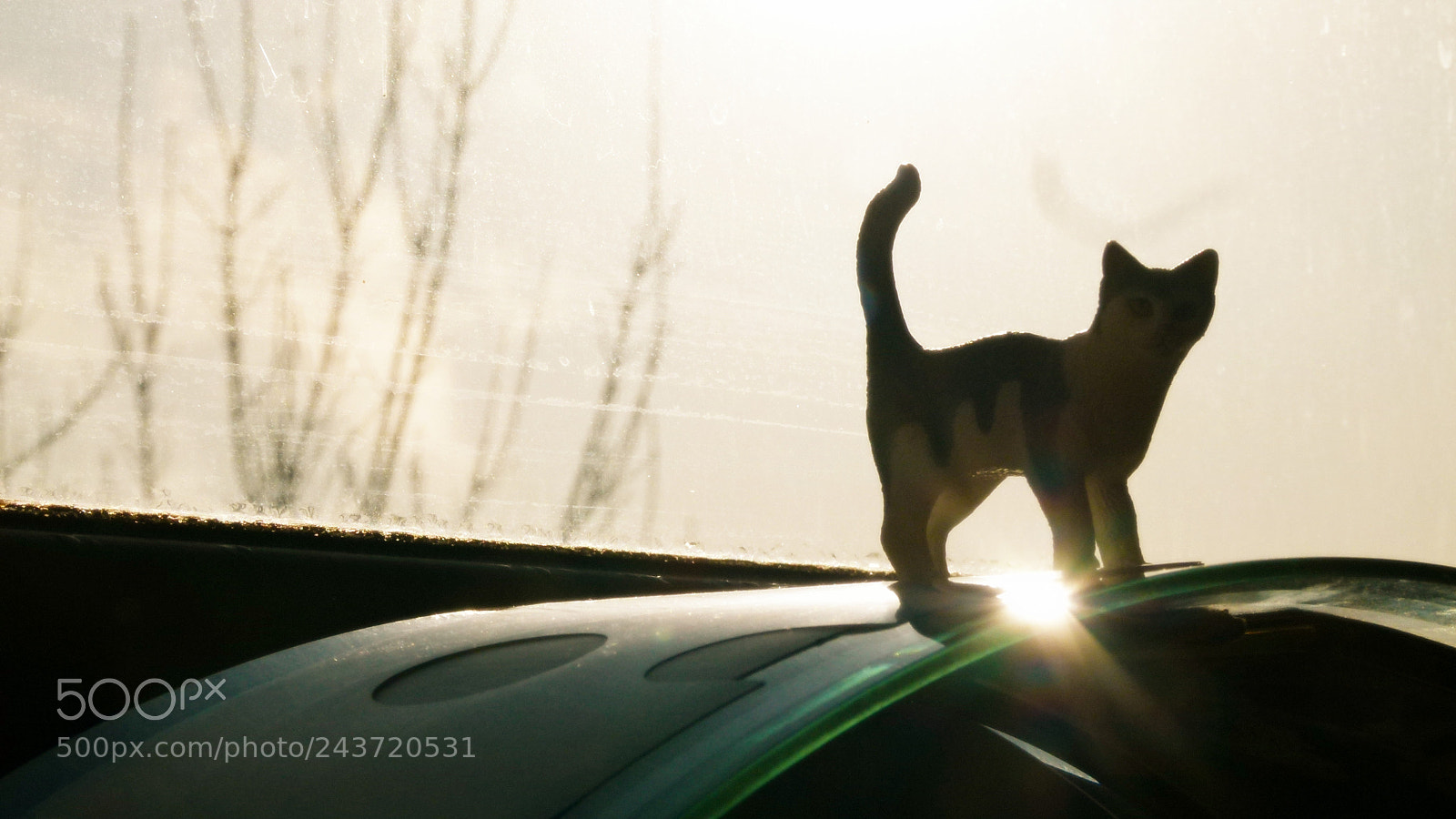 Leica V-Lux 2 sample photo. Untitled photography