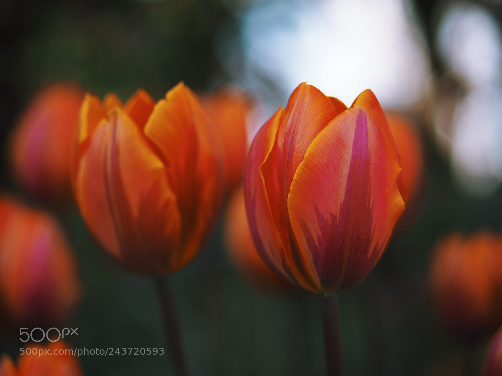 Olympus OM-D E-M10 II sample photo. Dream of spring photography