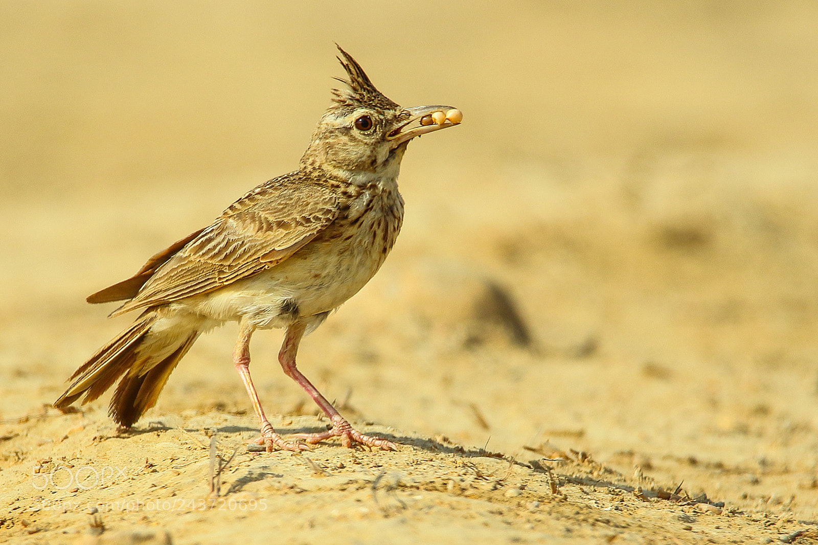 Canon EOS 7D Mark II sample photo. Crested lark - sufficient photography