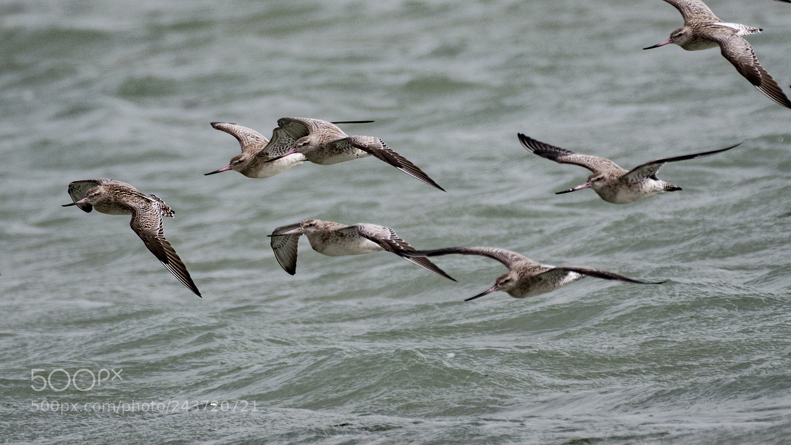 Nikon D500 sample photo. Bar-tailed godwits photography