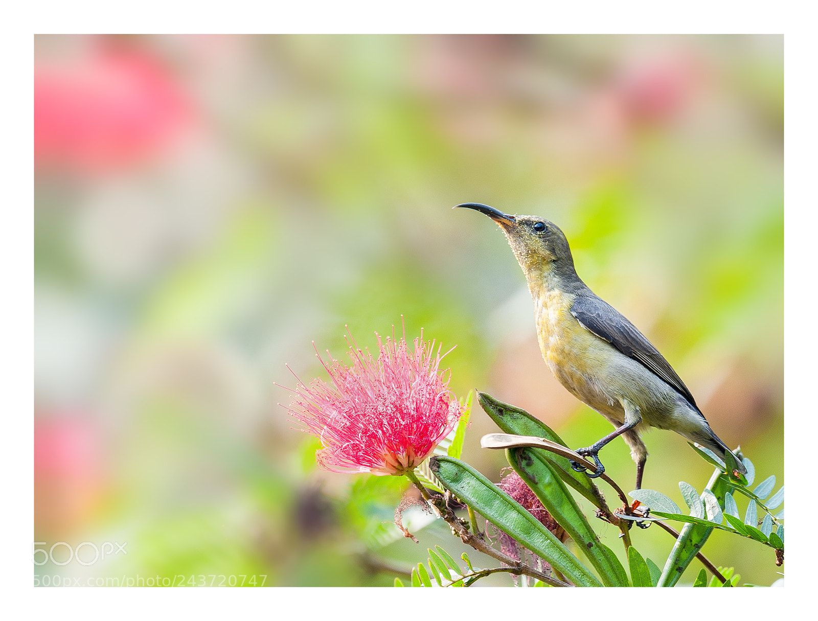 Nikon D700 sample photo. || sunbird || photography