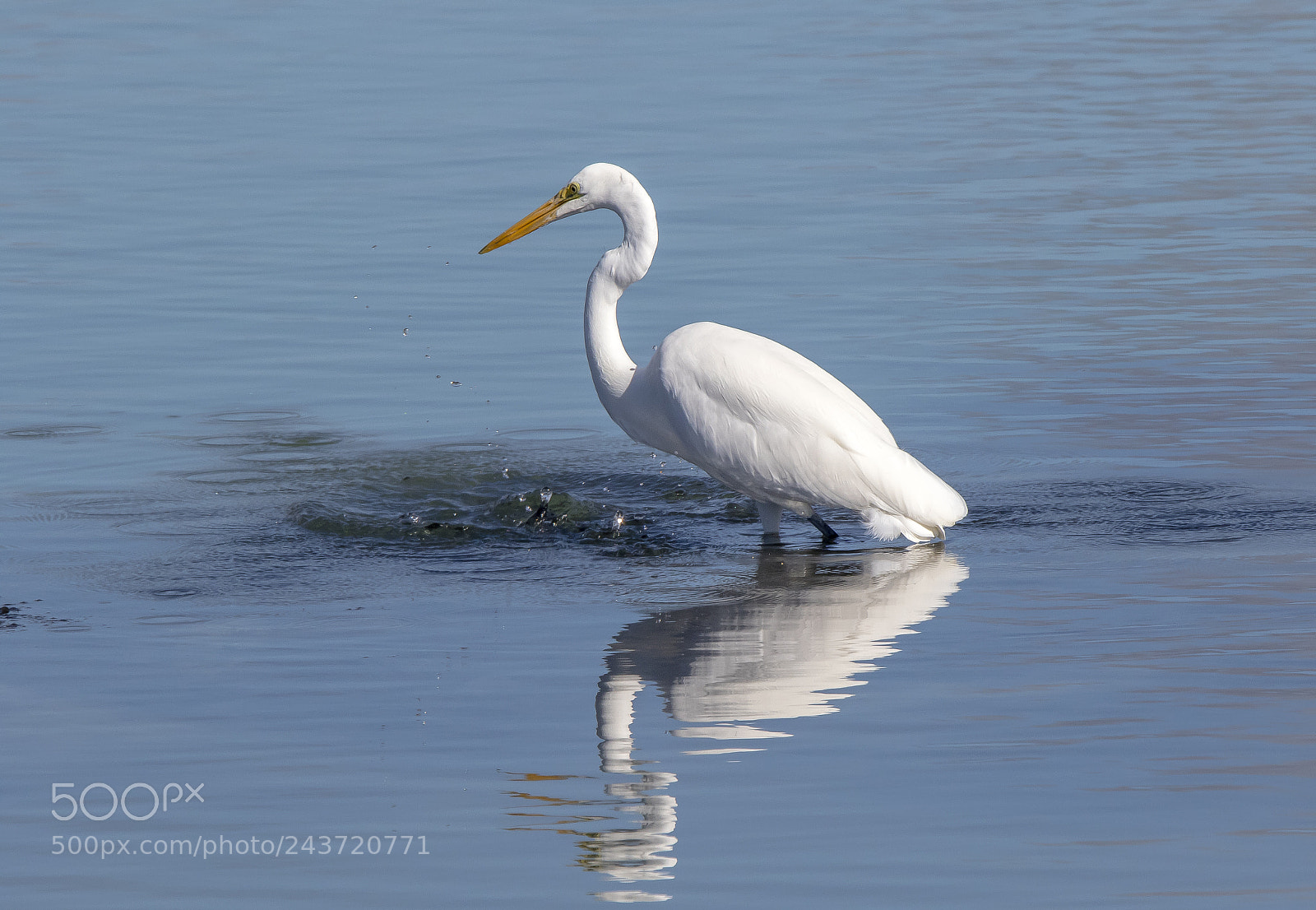 Canon EOS 7D Mark II sample photo. White heron photography