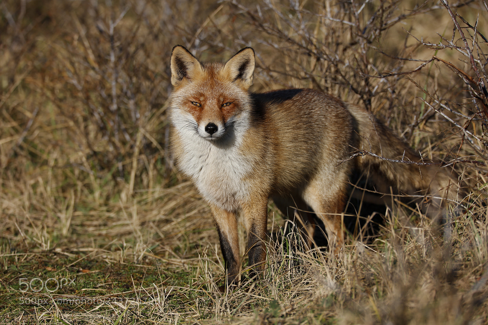 Canon EOS 5DS R sample photo. Red fox photography