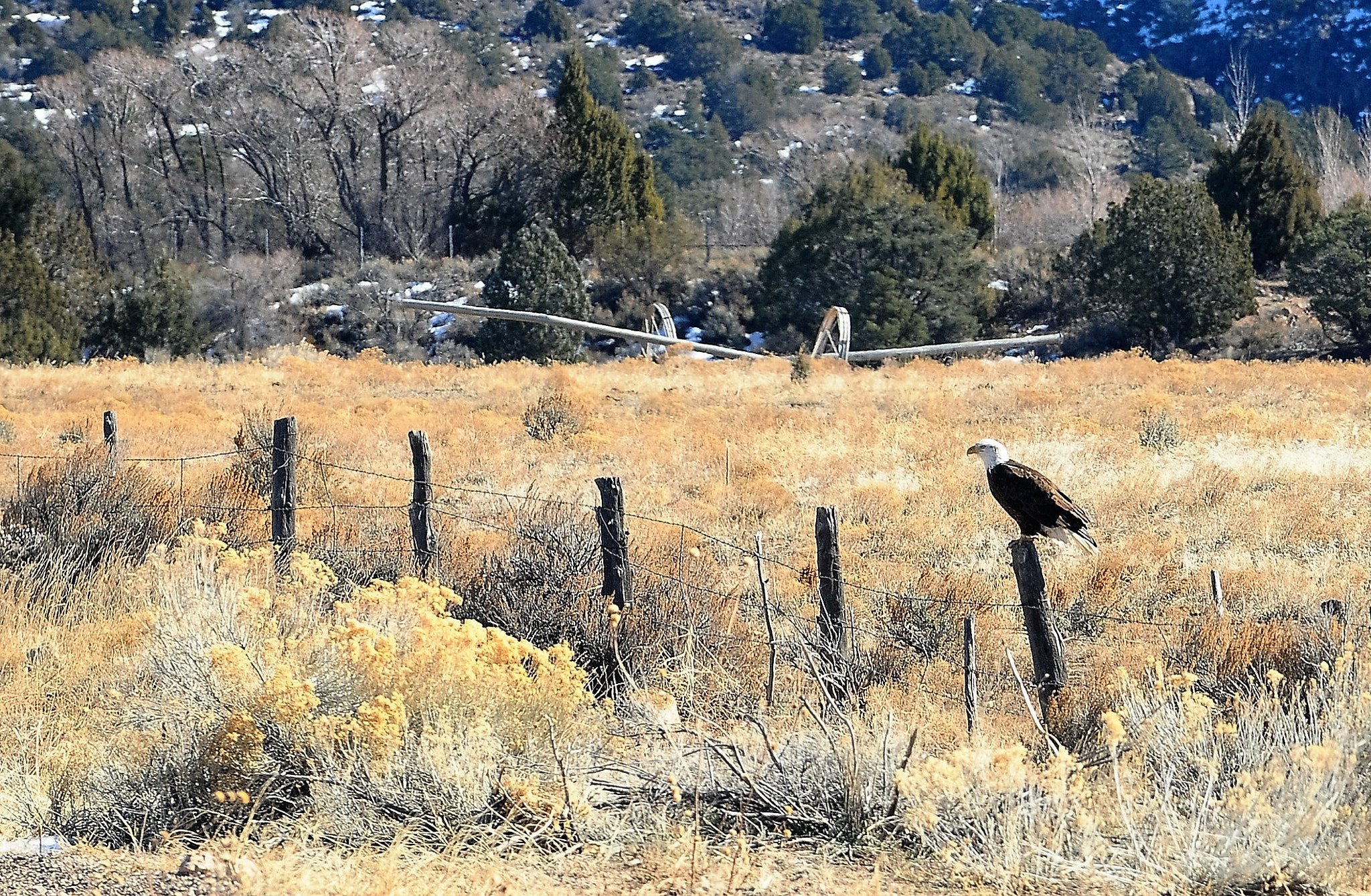Nikon D300 sample photo. Waiting, watching patiently.  getting ready to get the "big kill." photography
