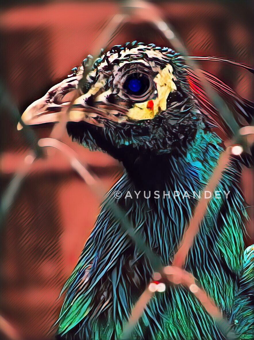 Canon PowerShot SX220 HS sample photo. Queen of birds photography