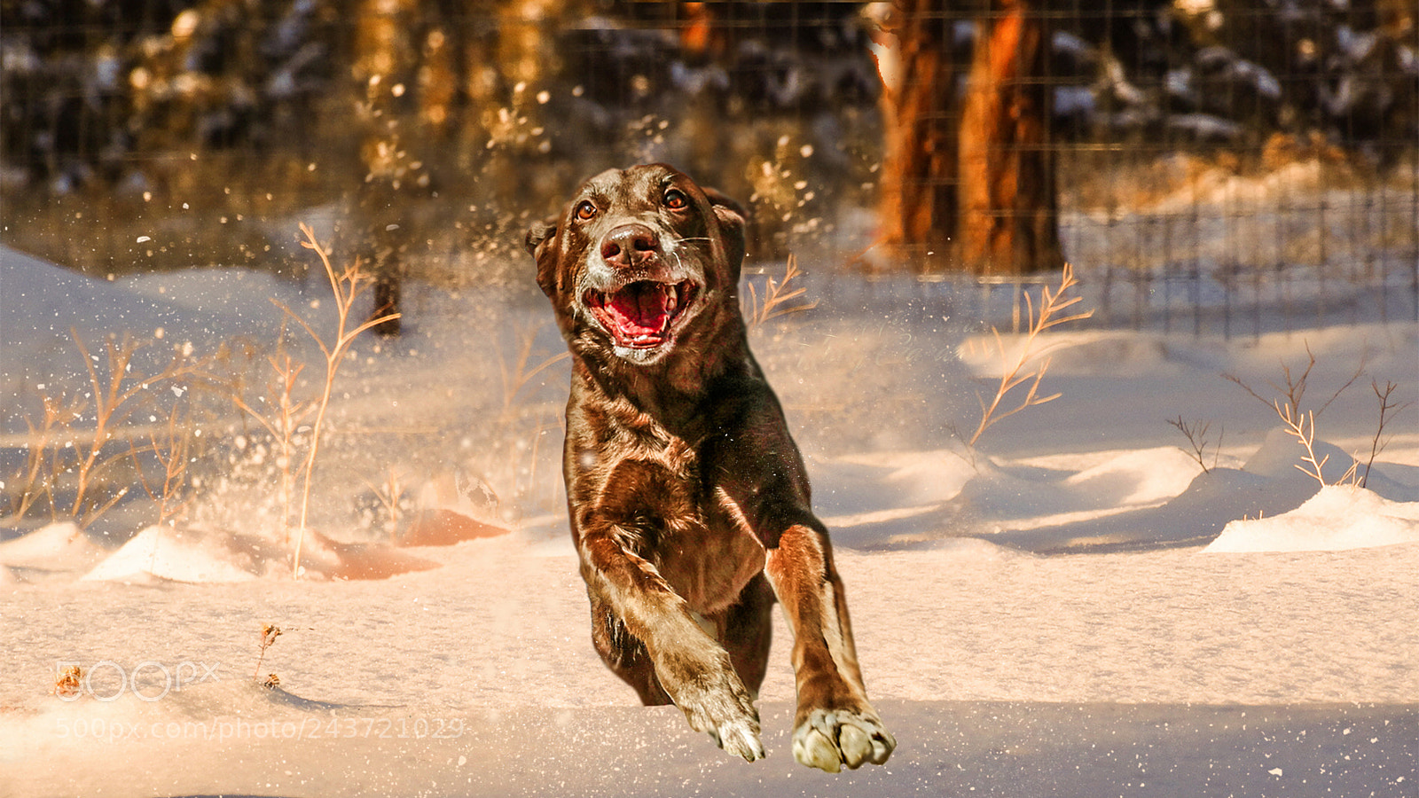 Sony Cyber-shot DSC-HX300 sample photo. Snow lover photography