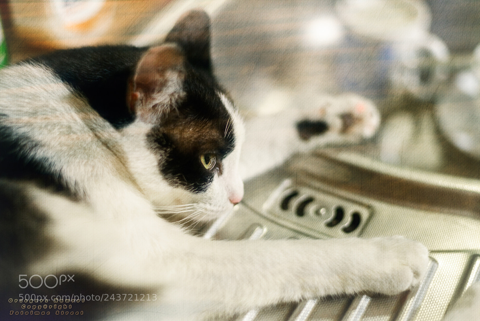 Nikon D800 sample photo. Milka photography