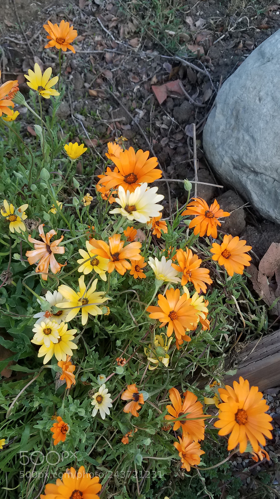 Samsung Galaxy S7 Edge sample photo. Orange and yellow and photography