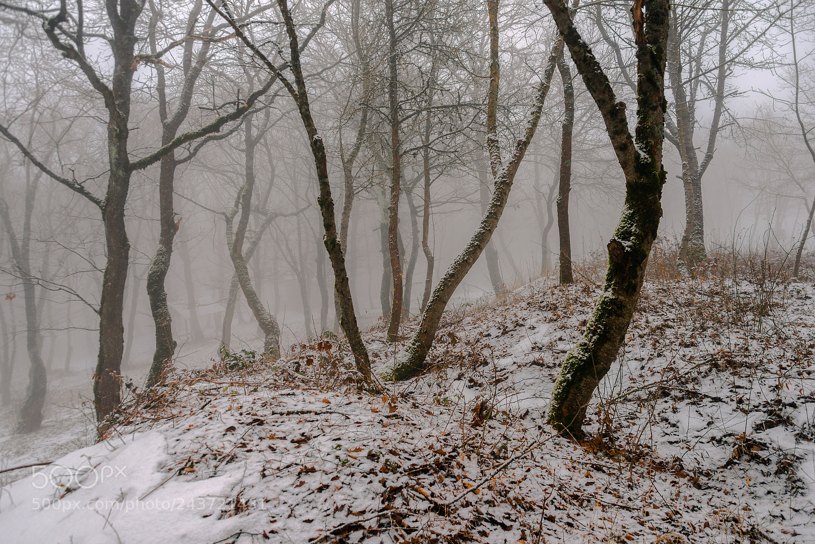 Nikon D800 sample photo. Early snow in the photography