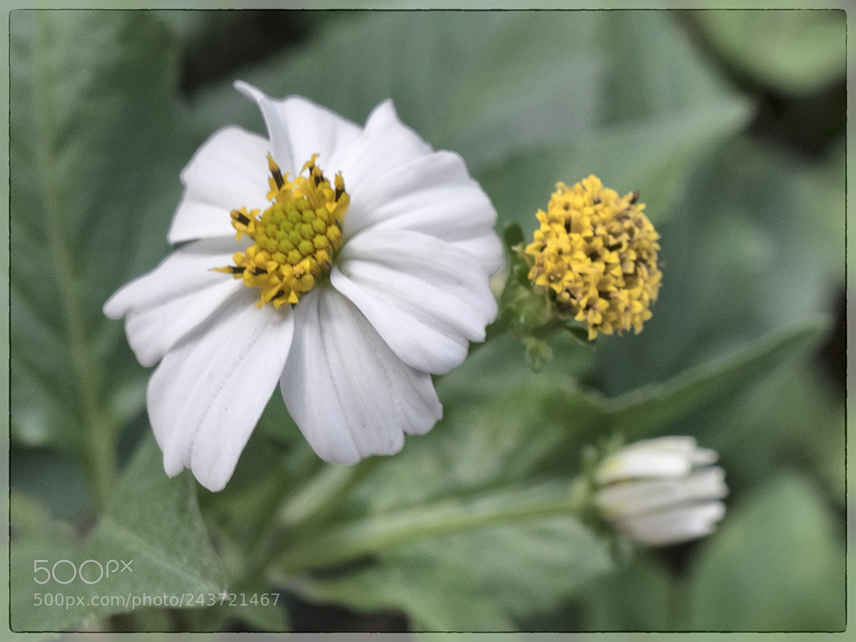 Fujifilm X-T1 sample photo. :the answer. photography