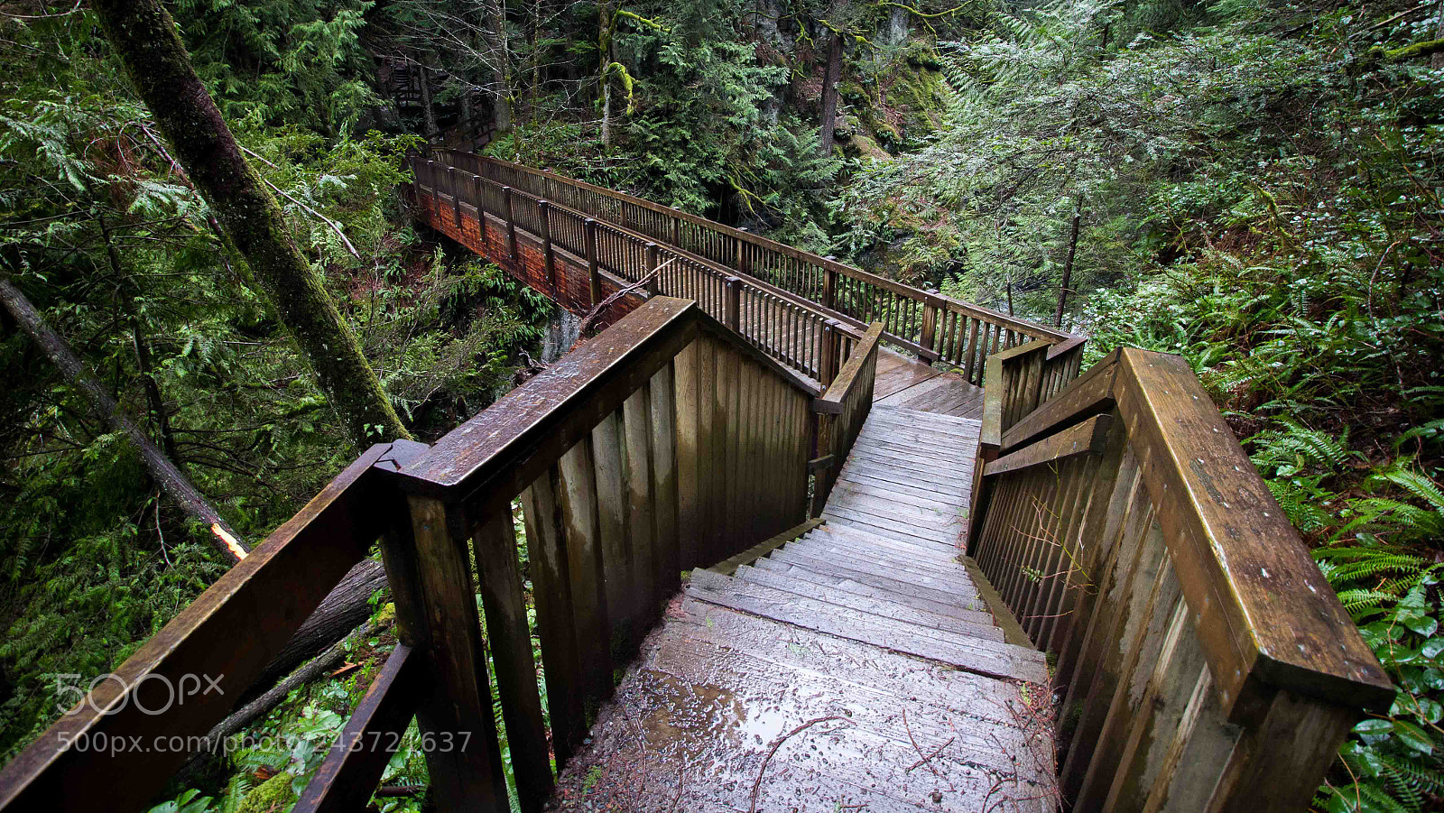 Canon EOS 60D sample photo. Walk through the forest photography