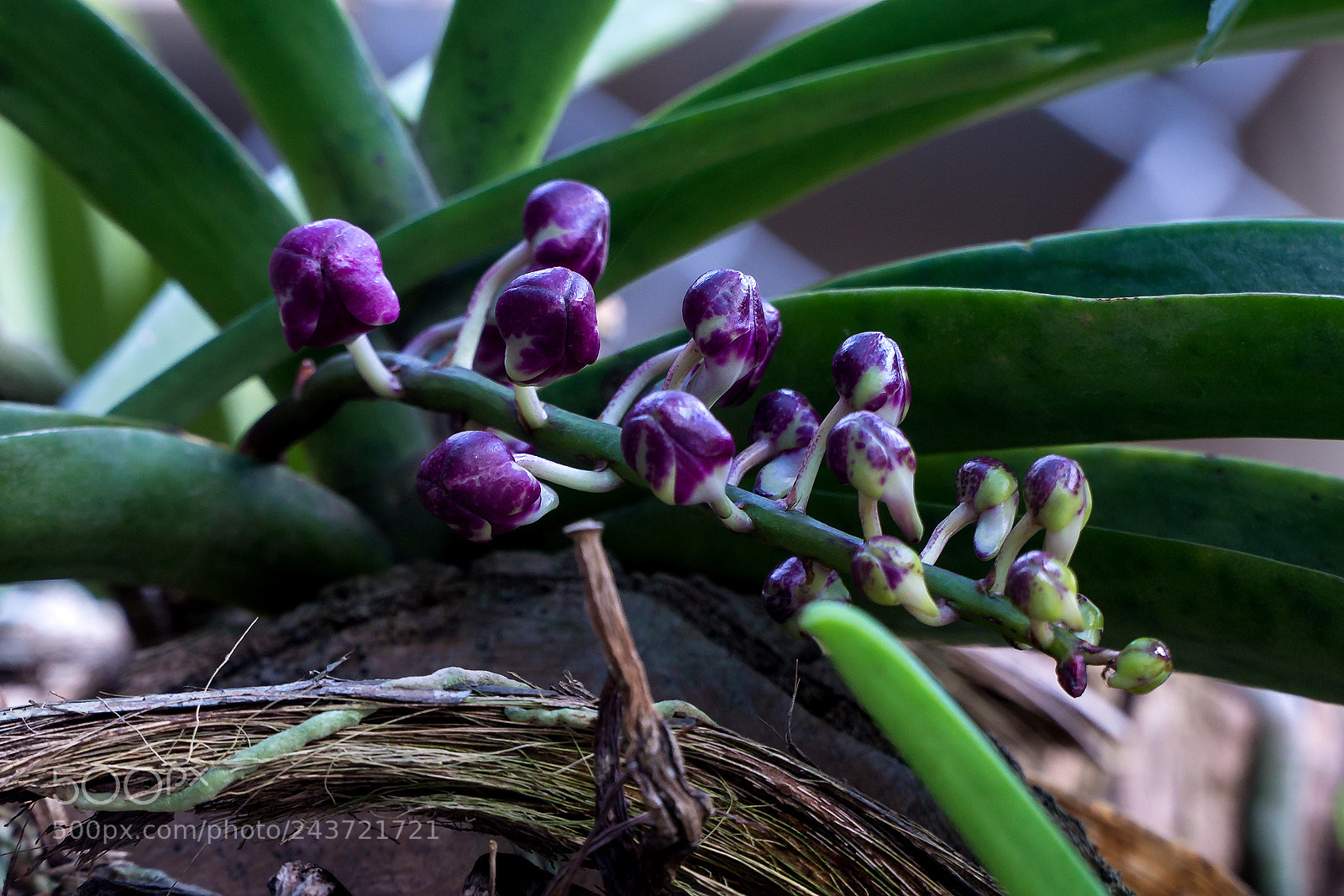 Sony Alpha NEX-6 sample photo. Hoa lan ngoc diem photography