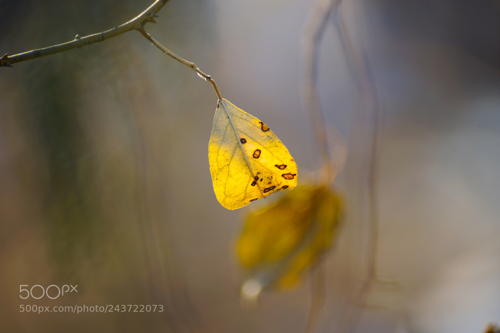 Sony ILCA-77M2 sample photo. Yellow leaf photography