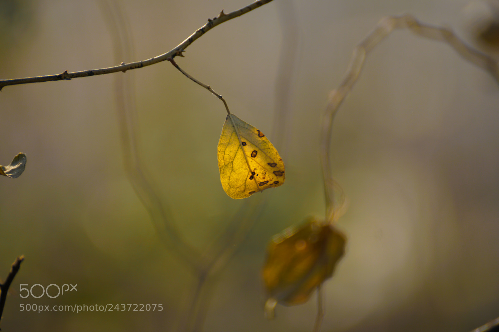 Sony ILCA-77M2 sample photo. Yellow leaf photography