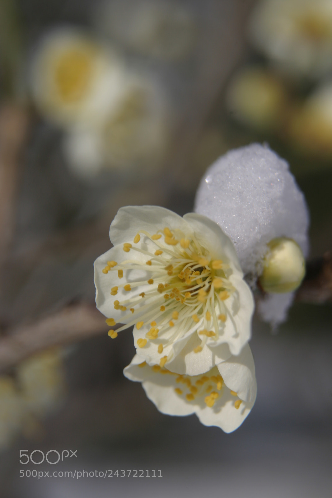 Canon EOS 10D sample photo. Snow-cap on japanese apricot photography