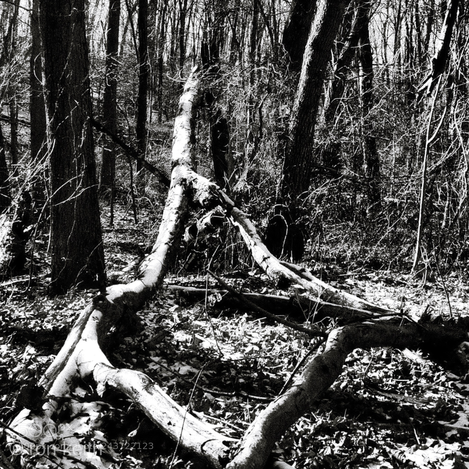 Olympus OM-D E-M10 III sample photo. Vulva of the woods photography