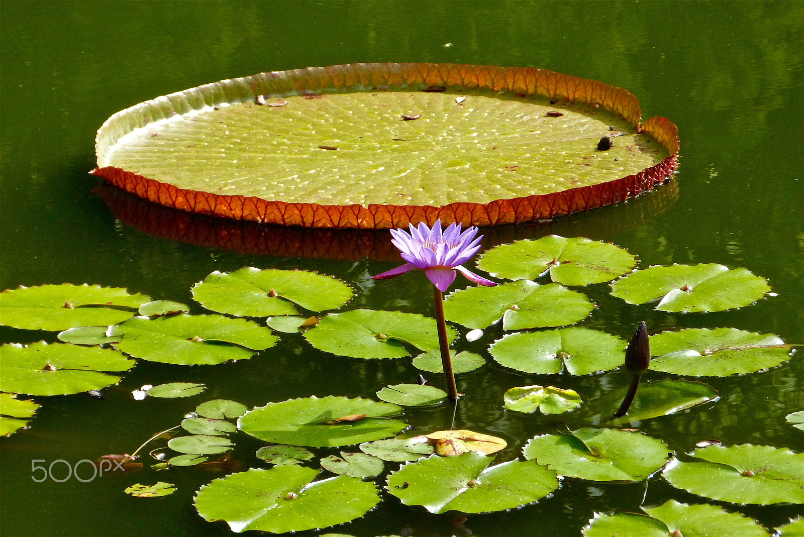 Panasonic Lumix DMC-FZ47 (Lumix DMC-FZ48) sample photo. Water lilies at hilo's zoo photography