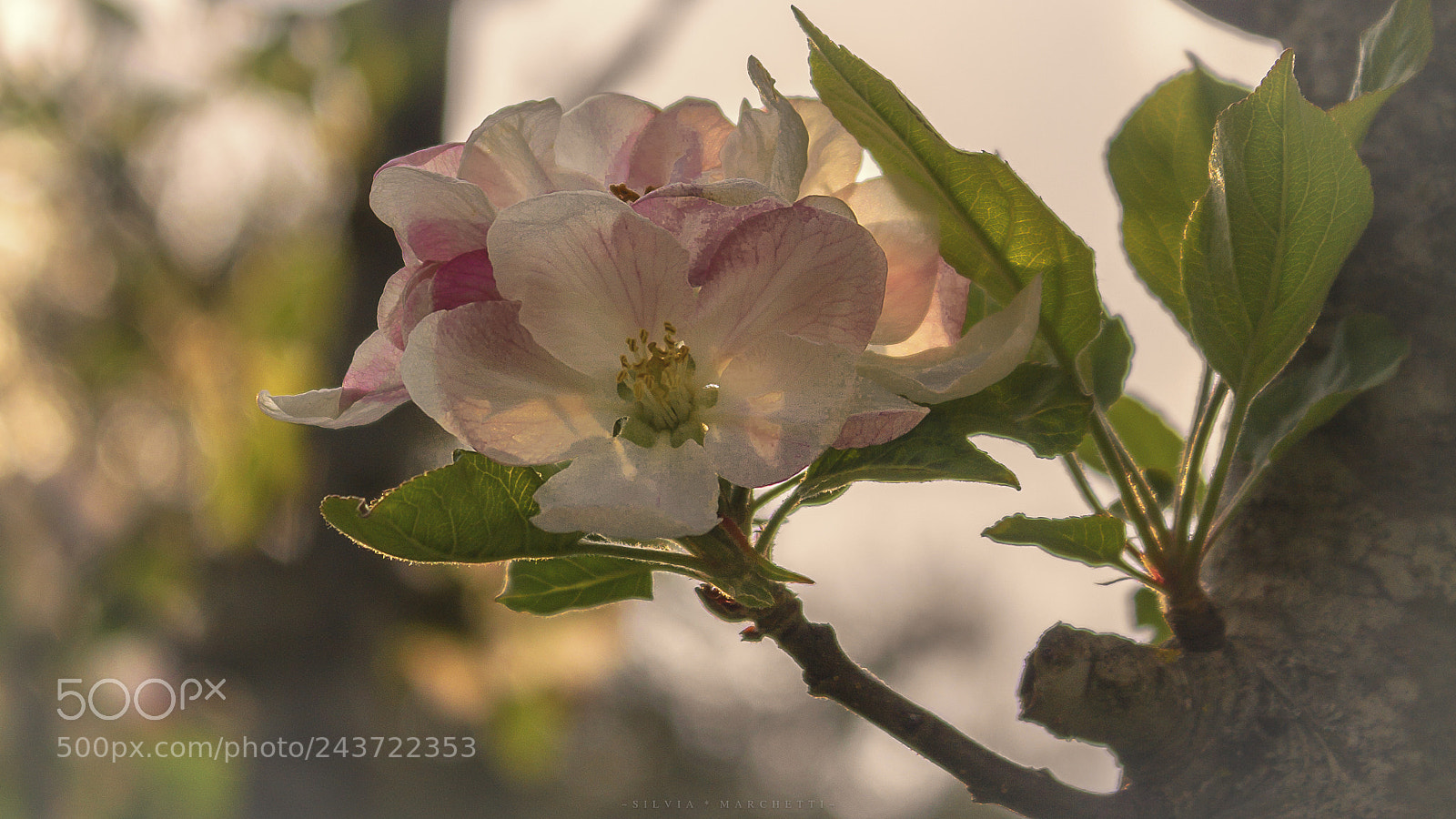 Canon EOS 1100D (EOS Rebel T3 / EOS Kiss X50) sample photo. ~is time to bloom~ photography