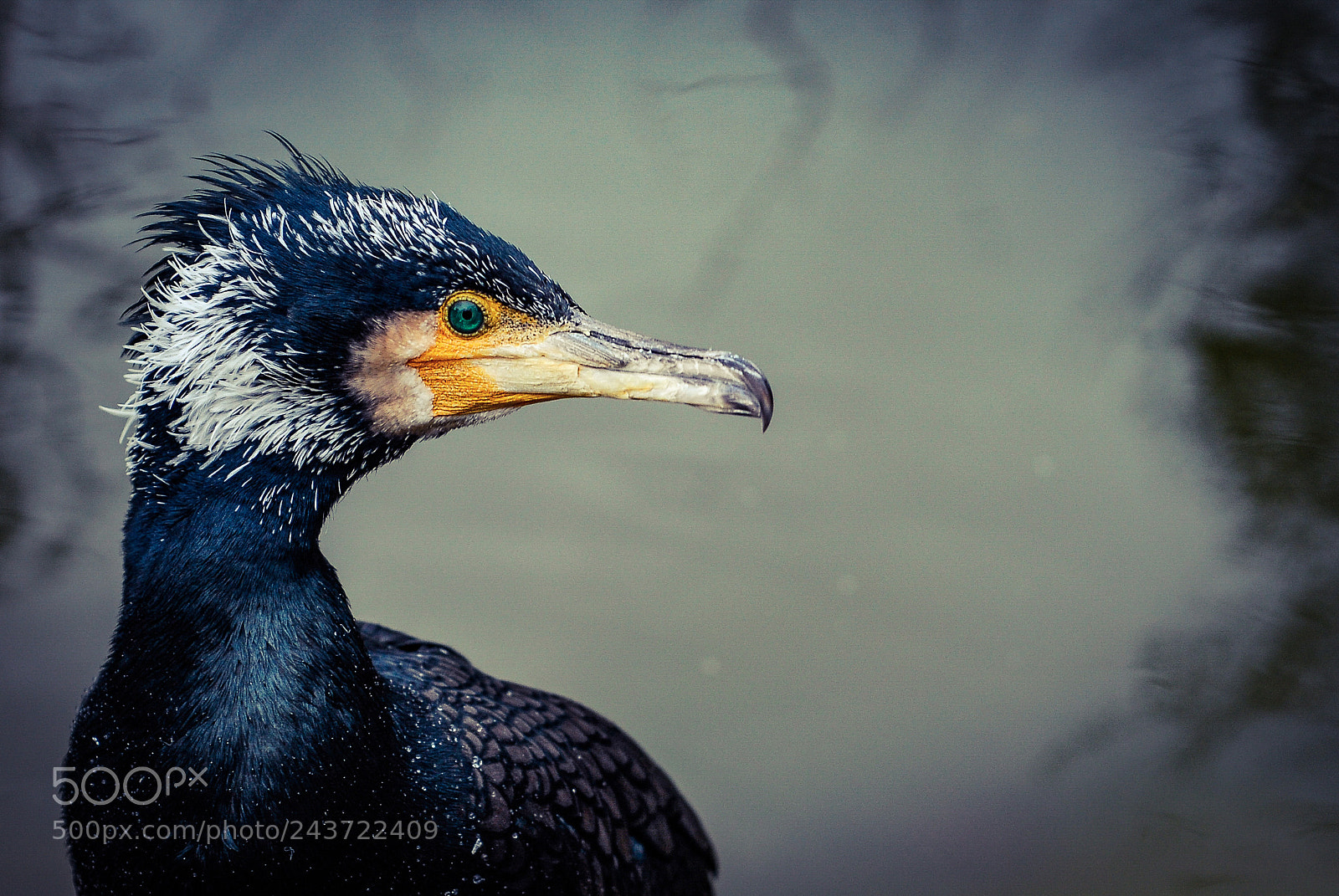 Nikon D200 sample photo. Cormoran portrait photography