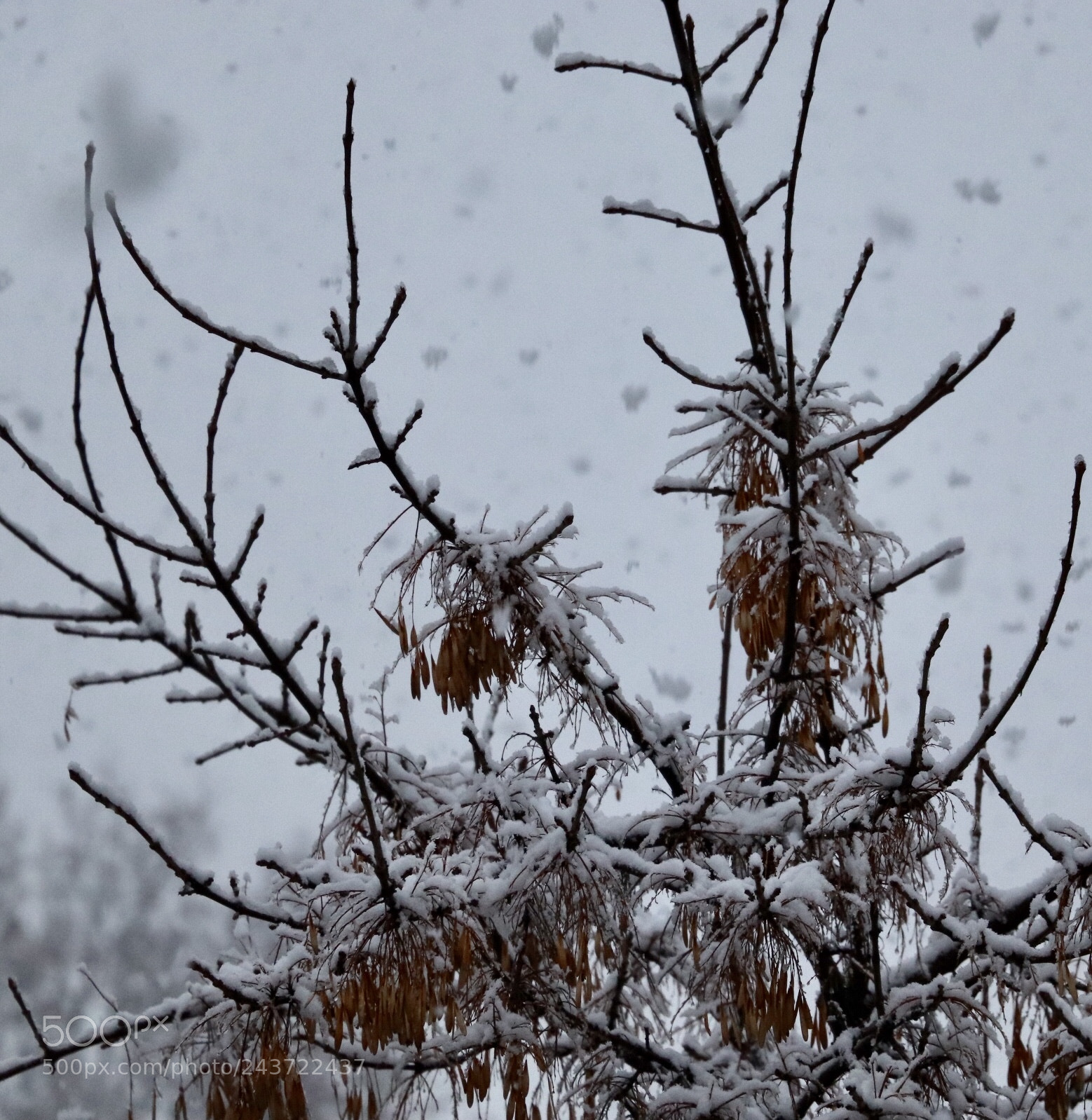 Canon EOS 800D (EOS Rebel T7i / EOS Kiss X9i) sample photo. Day 2 of snowfall (3) photography