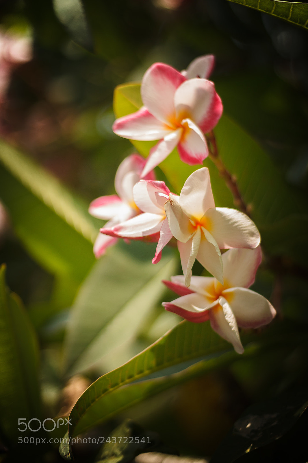 Canon EOS 1100D (EOS Rebel T3 / EOS Kiss X50) sample photo. Flower photography