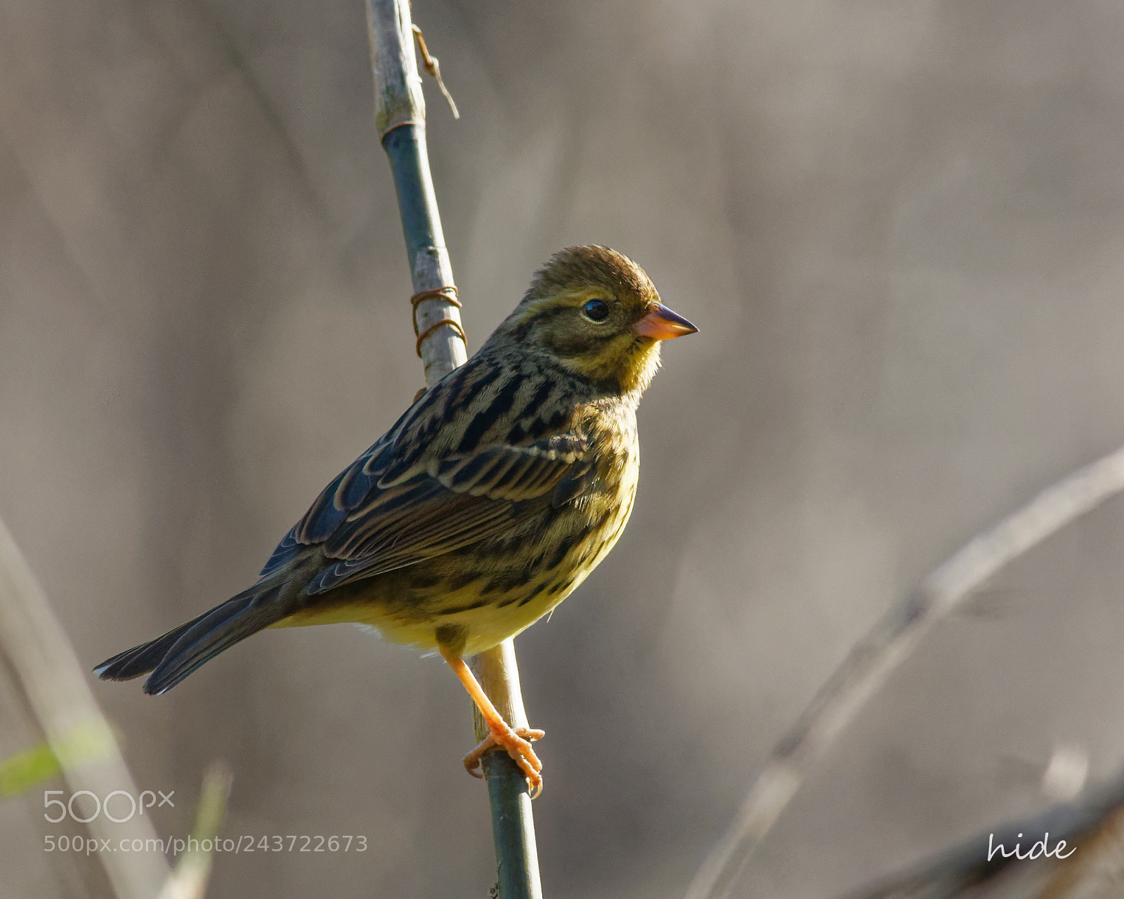 Nikon D500 sample photo. Black-faced bunting photography