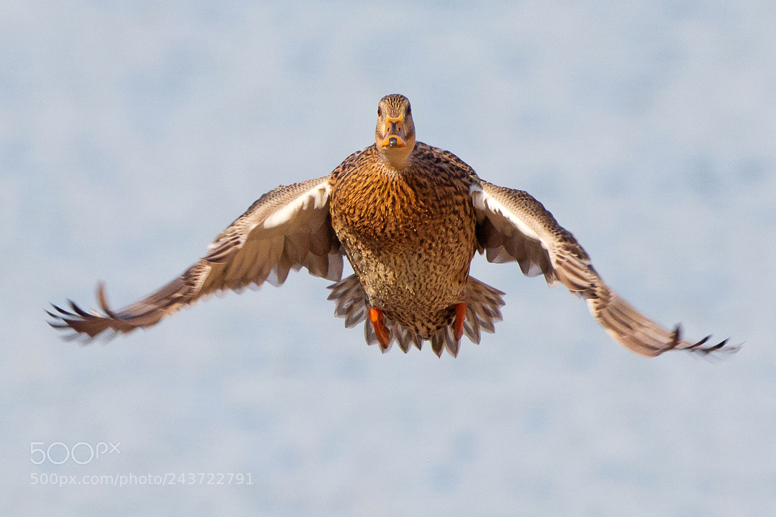 Nikon D7100 sample photo. Female mallard photography