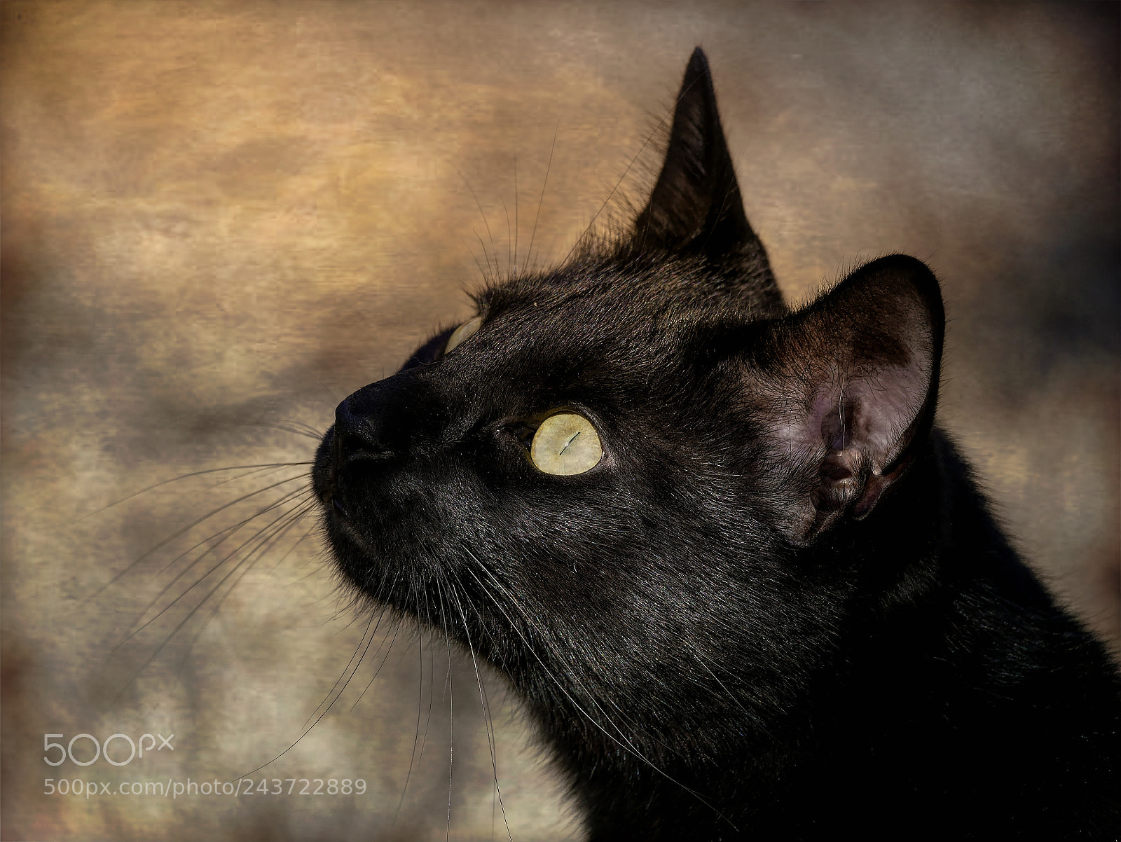 Panasonic Lumix DMC-GX85 (Lumix DMC-GX80 / Lumix DMC-GX7 Mark II) sample photo. Ange..ou demon? photography