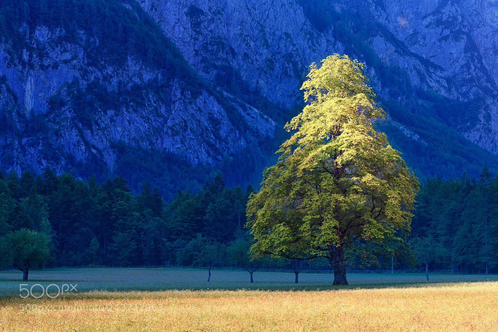Nikon D500 sample photo. Elm tree on meadow photography