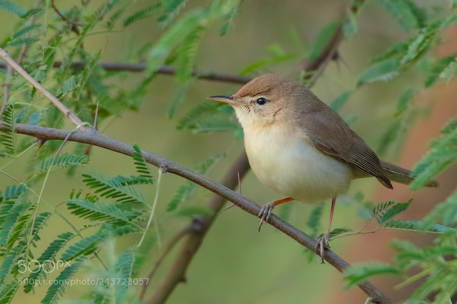 Canon EOS 7D Mark II sample photo. Syke's warbler photography