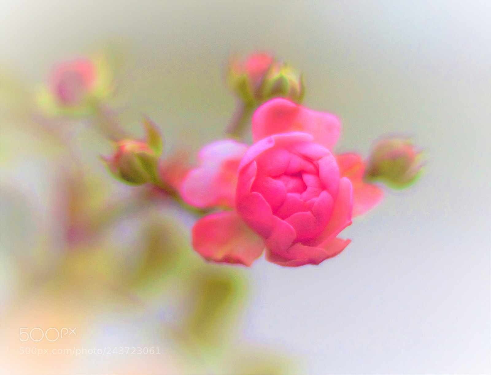 Canon EOS 60D sample photo. Winter rose -- 冬天的玫瑰 photography