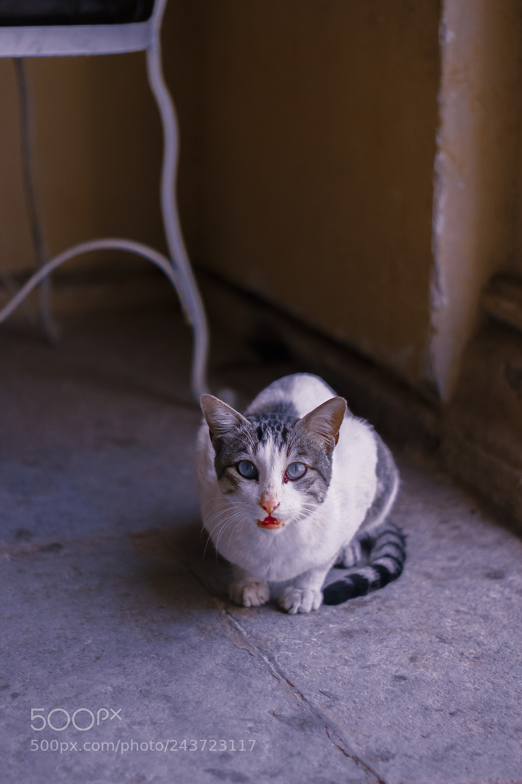 Canon EOS 1200D (EOS Rebel T5 / EOS Kiss X70 / EOS Hi) sample photo. Cat cat  photography
