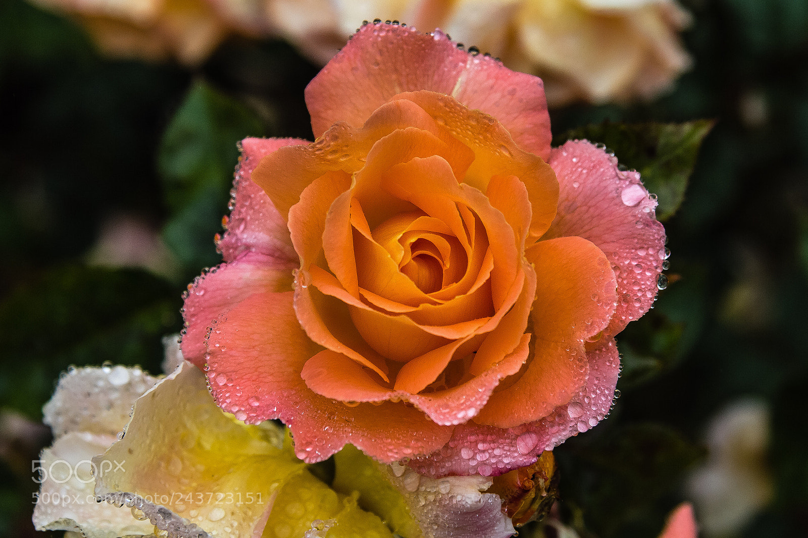Canon EOS 60D sample photo. Rose 'rosemary harkness' photography